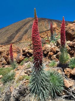 Especies endémicas de islas, como el Echium wildpretii, se estarían comportando como invasoras en distintos puntos del planeta.