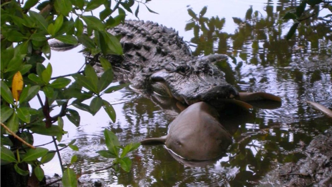 Caiman come tiburón