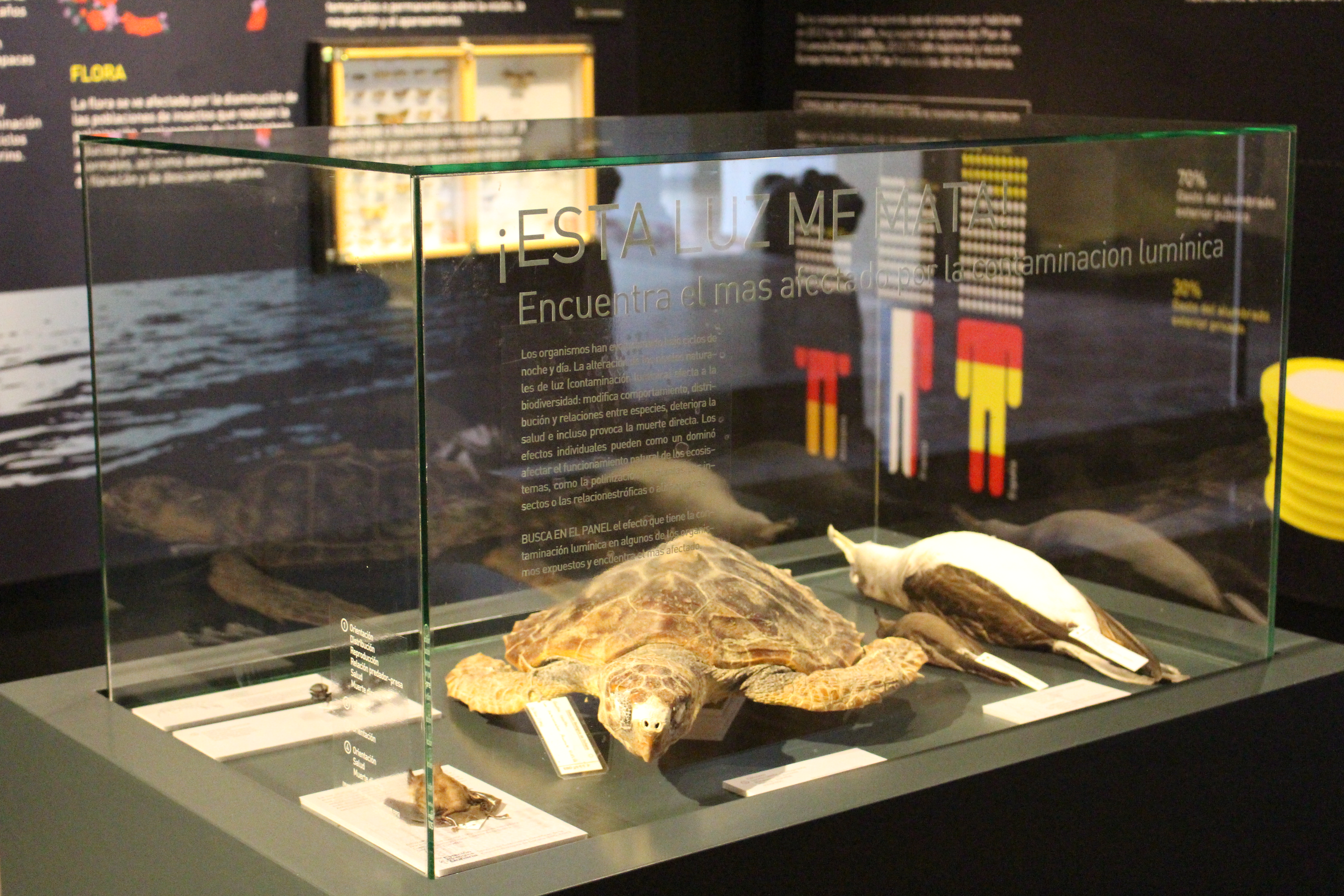 La sobreiluminación afecta a animales como las tortugas o las aves.