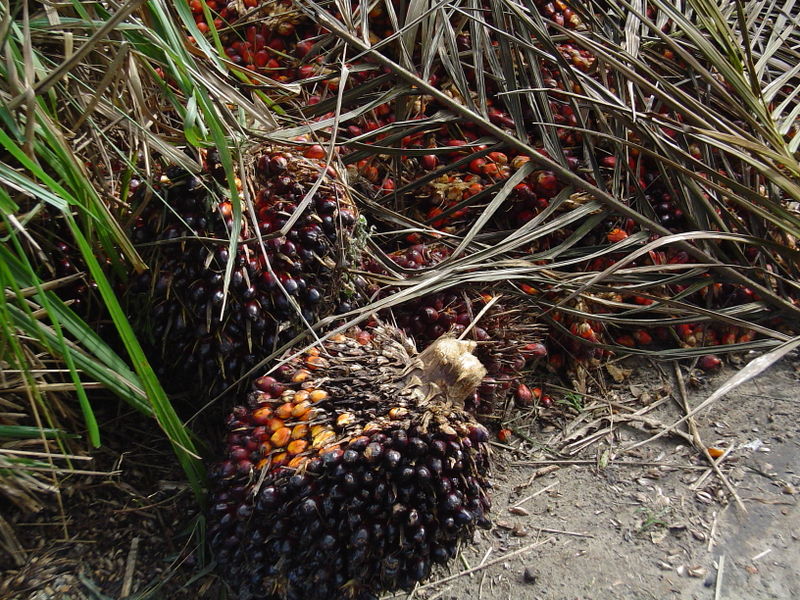 Frutos de la palma aceitera.
