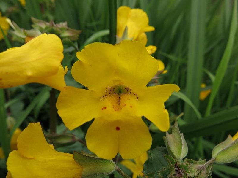 Mimulus peregrinus, una especie en pañales