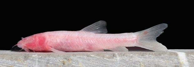 Garra tashanensis es una nueva especie de pez de las cuevas descubierta en Irán.
