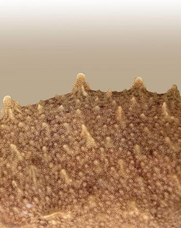 Detalle de la piel de la sepia común (Sepia officinalis). Crédito de la fotografía: P Gonzalez-Bellido.