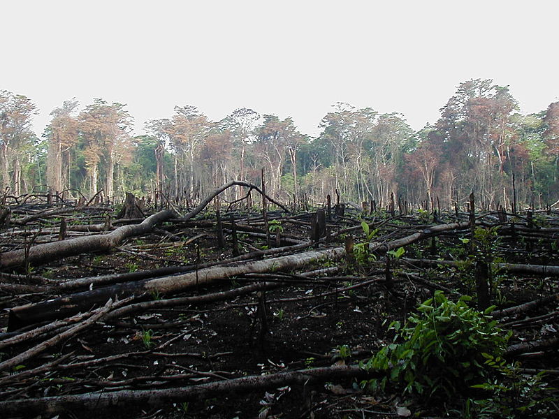 Selva quemada para la agricultura en el sur de México.