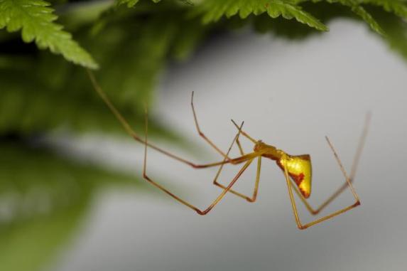 Araña dorada en Molokai. Crédito George Roderick