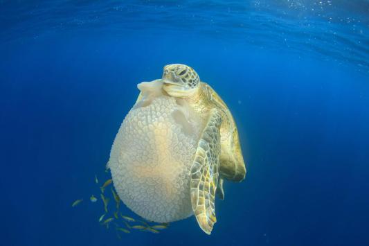 Tortuga verde (Chelonia mydas) sosteniendo una medusa (Thysanostoma thysanura). Crédito de la foto: Rich Carey/Shutterstock.com