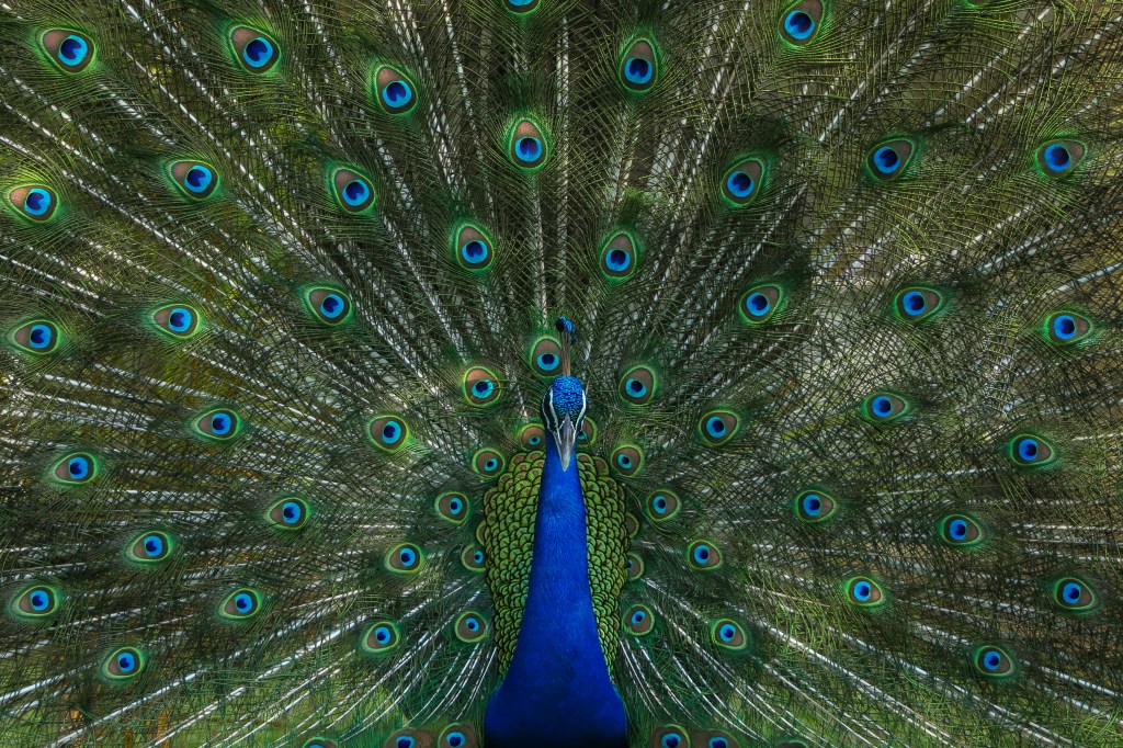 La cresta del pavo real: más que un adorno visual.