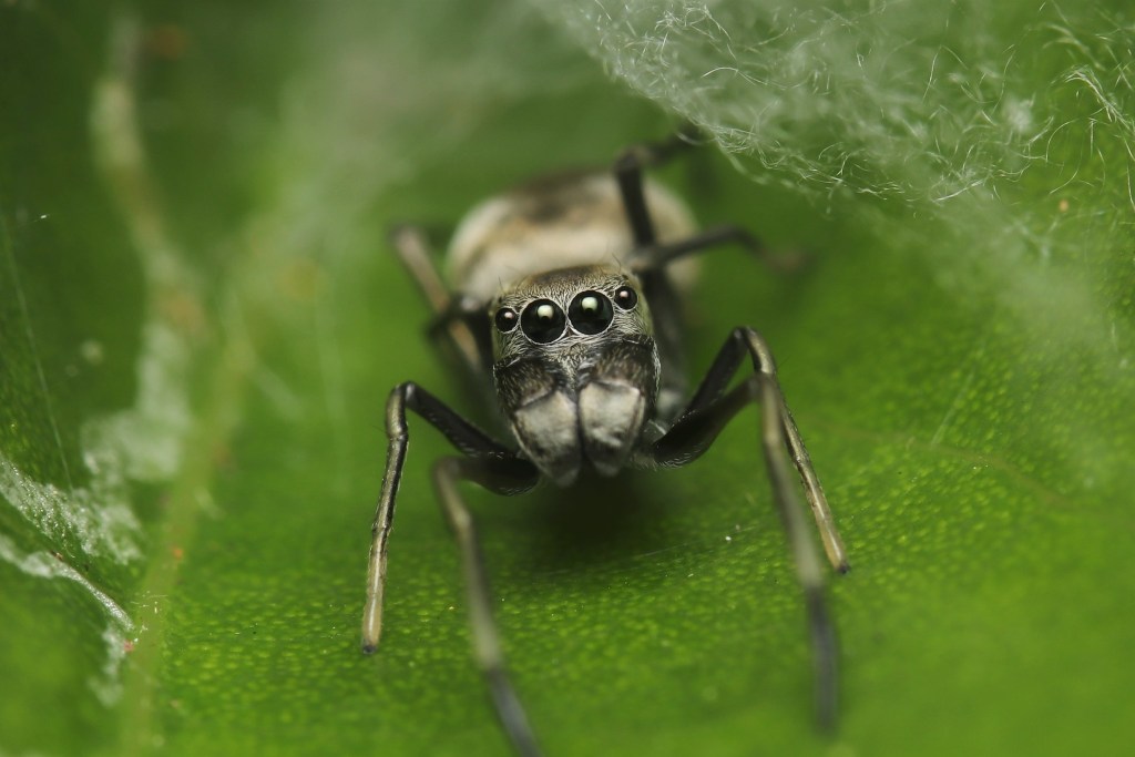 Araña Toxeus magnus.