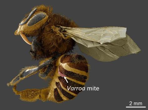 Abeja de la miel parasitada por un ácaro de la especie Varroa destructor. Crédito: UMD/USDA/PNAS
