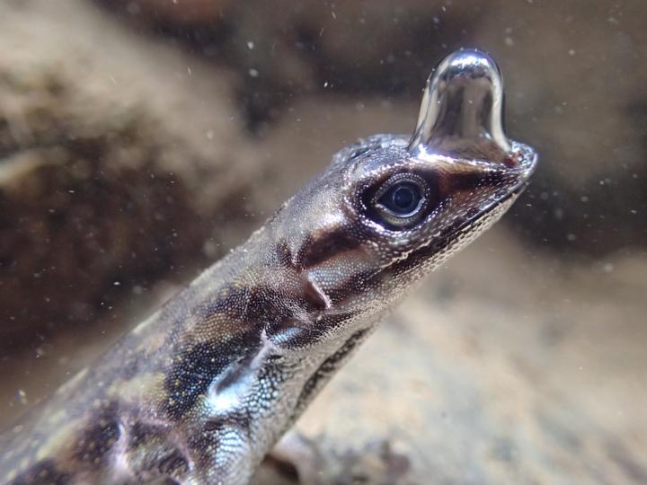 El anolis de agua usa una burbuja para bucear&nbsp;🦎