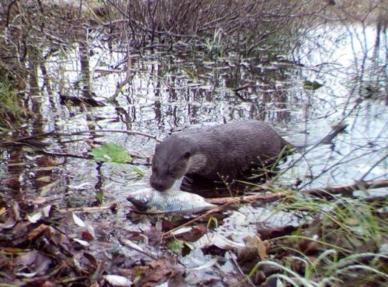 Nutria captada por una cámara trampa colocada en la Zona de Exclusión de Chernóbil. Crédito: Universidad de Georgia.