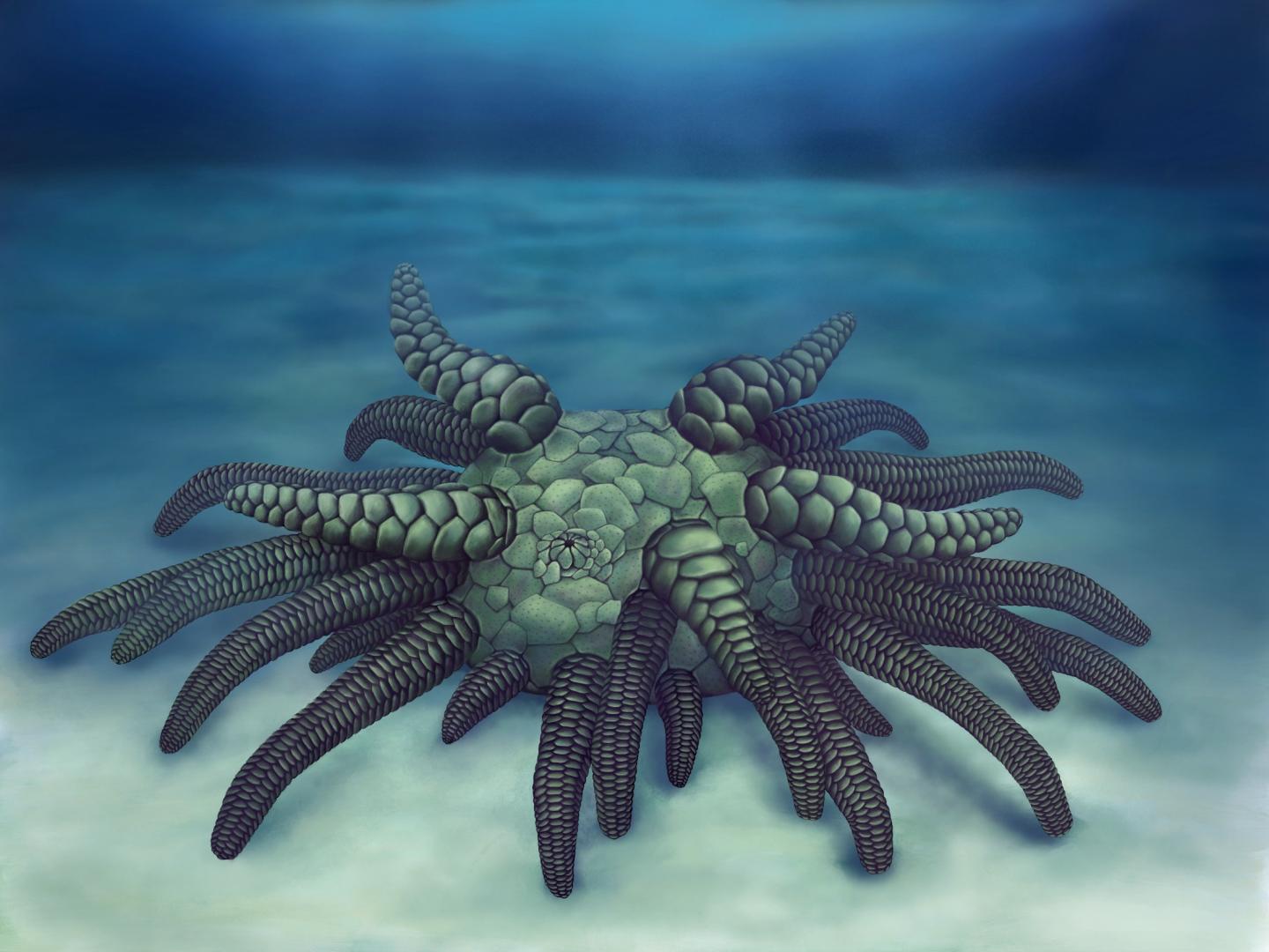 El equinodermo Sollasina cthulhu vivió en los mares del Silúrico. Crédito: Elissa Martin, Yale Peabody Museum of Natural History.
