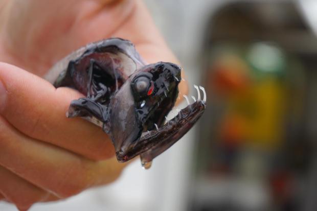 A pesar de su tamaño, los peces dragón son unos voraces depredadores. Crédito: Audrey Velasco