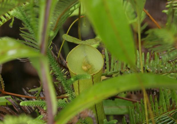 La araña cangrejo Thomisus nepenthiphilus se ha especializado en robar presas de la planta carnívora Nepenthes gracilis.