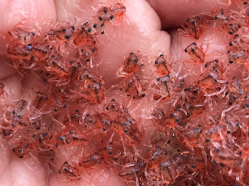Crías del cangrejo rojo de la Isla de Navidad (Gecarcoidea natalis). 📷: Chook Keeper.