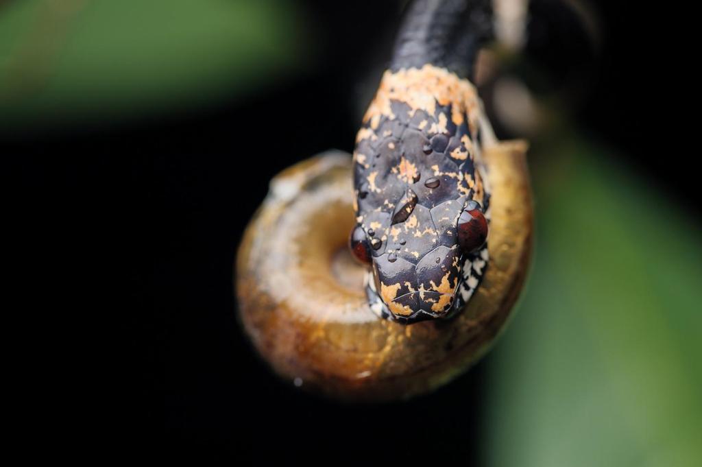Una serpiente de la especie Dipsas bobridgelyi