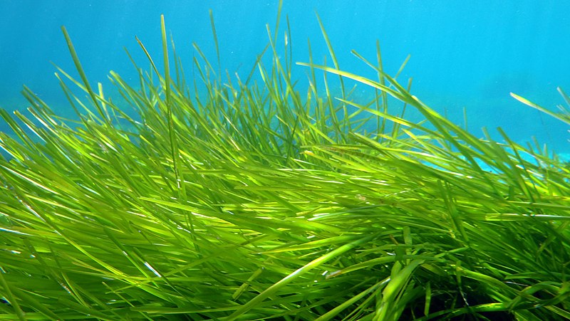 Posidonia oceanica es una planta que está adaptada para vivir en el fondo marino.