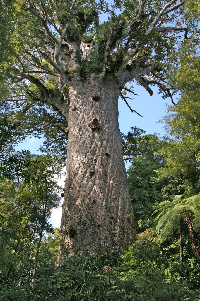 Tāne Mahuta, el Dios del Bosque, es un ejemplar de kauri de la especie Agathis australis.