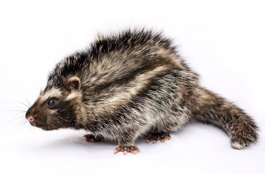 Rata crestada africana (Lophiomys imhausi)