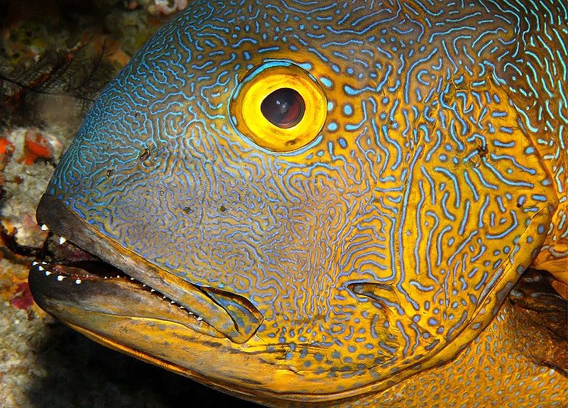Un pargo de medianoche (Macolor macularis). 