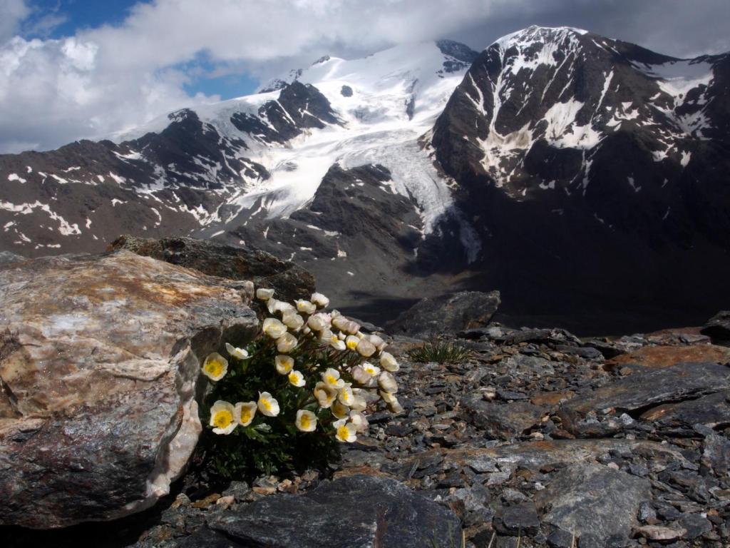 Ranúnculo glaciar (Ranunculus glacialis)