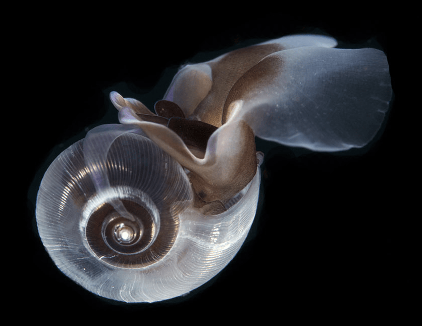 Un pterópodo de la especie Limacina helicina.