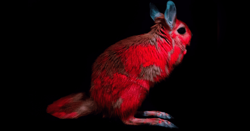 Las liebres saltadoras (Pedetes capensis) se vuelven de color rojo cuando son iluminadas con luz ultravioleta gracias a la biofluorescencia