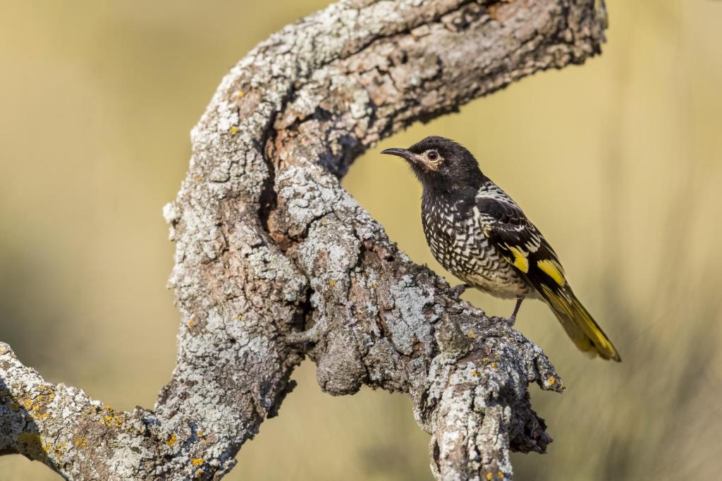 Los mieleros regentes (Anthochaera phrygia) están olvidando sus canciones debido a su crítica situación de conservación.