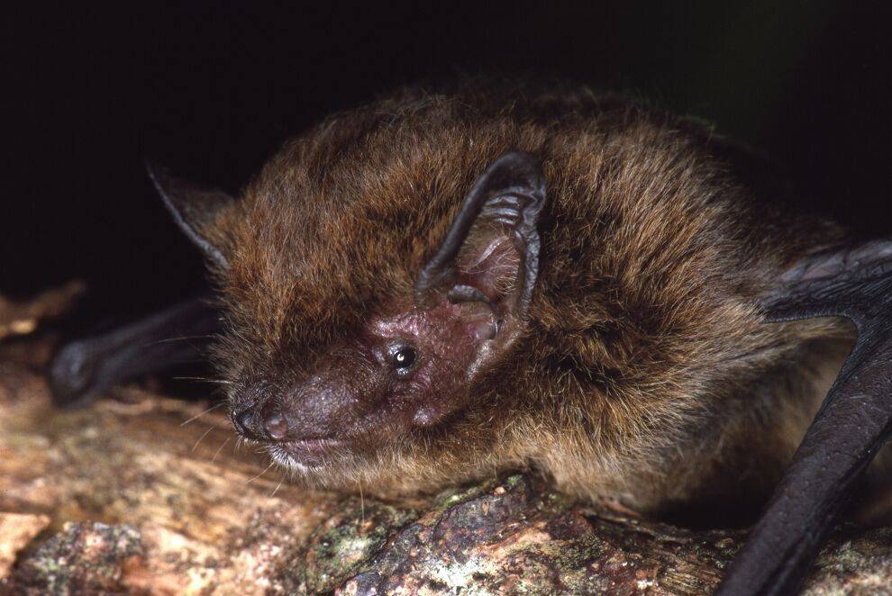 Pipistrello de la Isla de Navidad (Pipistrellus murrayi)