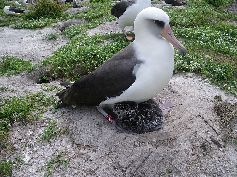 Wisdom es una hembra de albatros de Laysan (Phoebastria immutabilis) conocida por ser el ave salvaje más longeva del mundo.