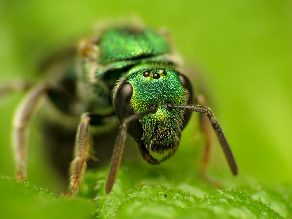 Abeja del género Augochlorella