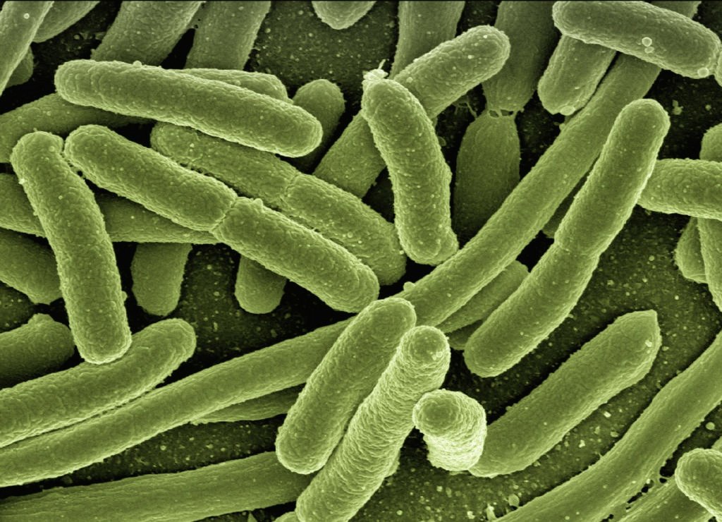Bacterias Escherichia coli