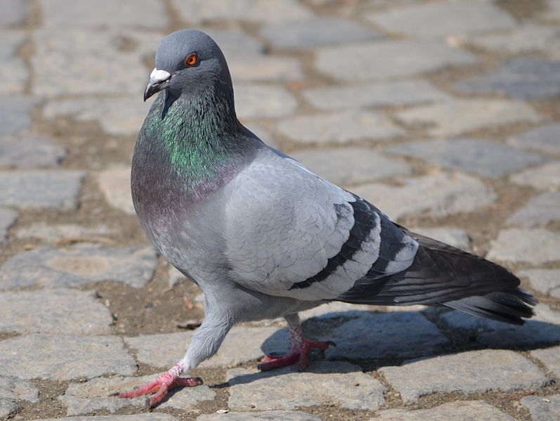 La paloma (Columba livia) ha logrado expandirse por el mundo gracias a la asociación con los humanos. 