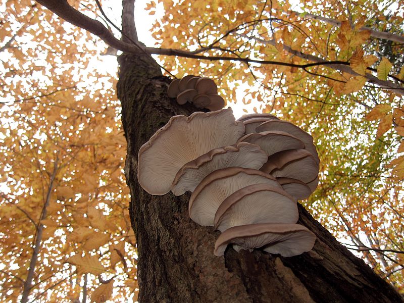 Pleurotus creciendo sobre un árbol