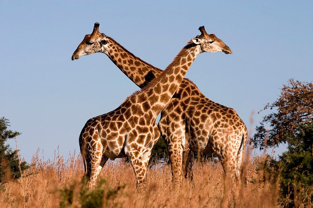 Machos de jirafas (Giraffa camelopardalis) se enfrentan en un duelo por el territorio.