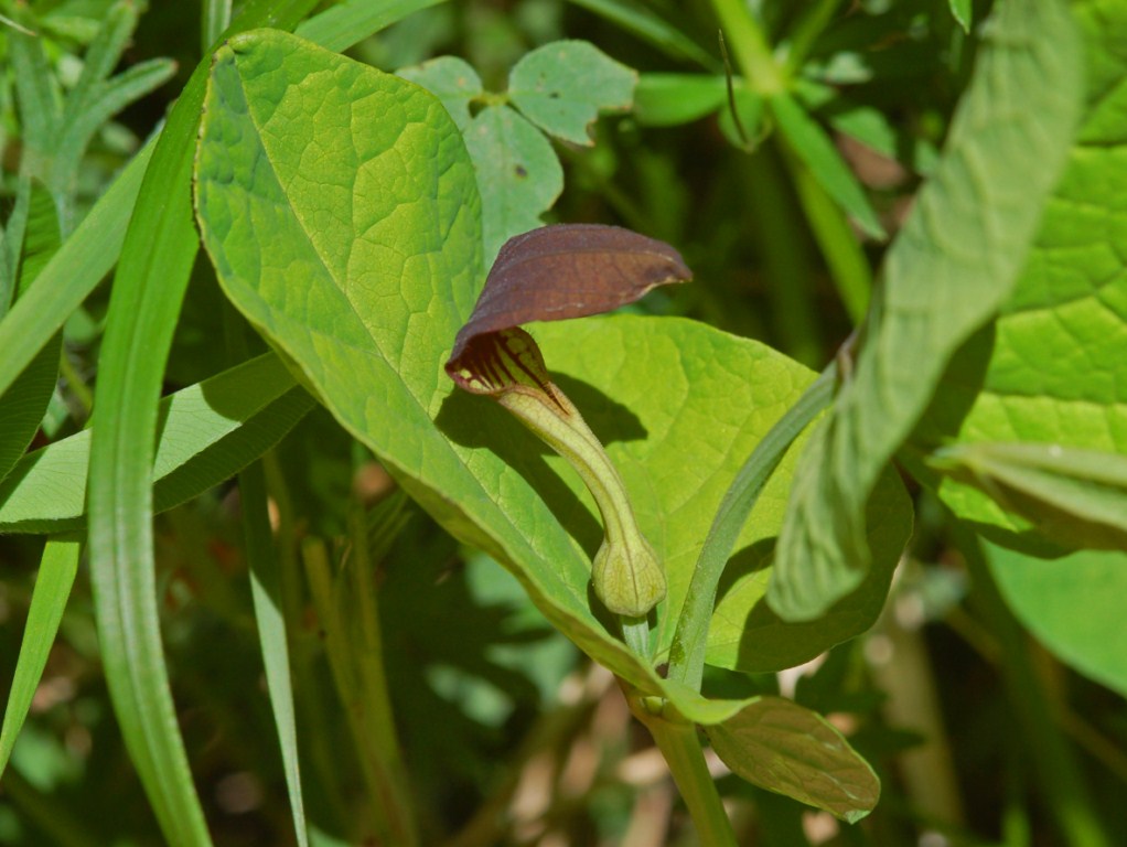 Flor de  Aristolochia rotunda.