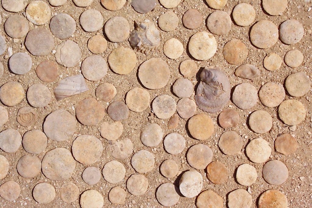 Fósiles de nummulites y algunos bivalvos encontrados en Egipto.