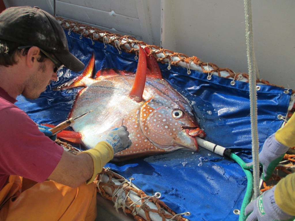 Opah (Lampris guttatu), el único pez de sangre caliente