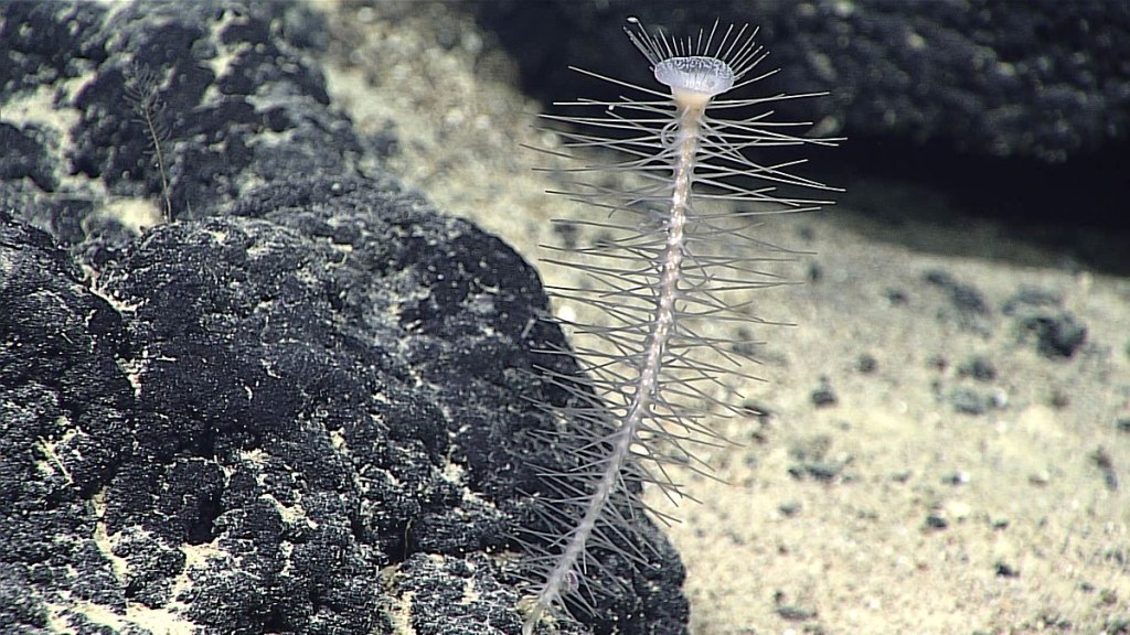 Una esponja carnívora en las profundidades de las Marianas.