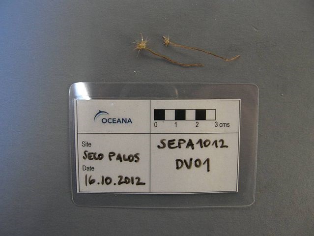 Ejemplares de Spiculosiphon oceana