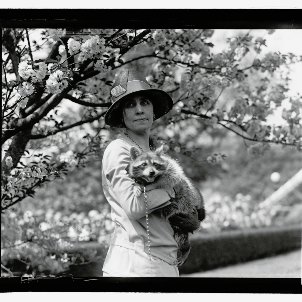 Grace Coolidge, Primera Dama de Estados Unidos, posa con la mapache Rebecca durante la Egg Rolling celebrada en la Casa Blanca en 1927