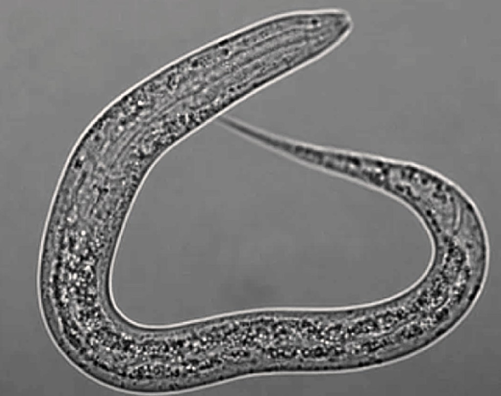 Las madres de Caenorhabditis elegans producen leche de gusano