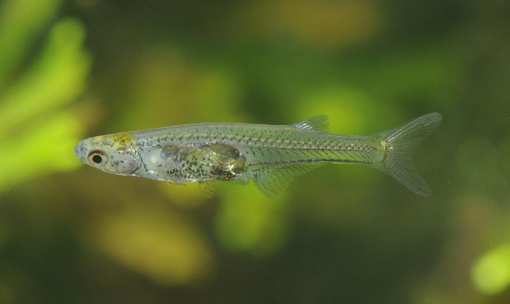 El pequeño Danionella cerebrum