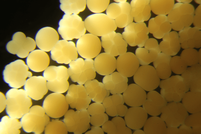 Embriones de coral