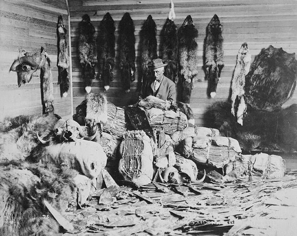 Comerciante canadiense clasifica pieles de zorros, castores, visones y otras especies. Década de 1890, en Fort Chipewyan (Alberta)
