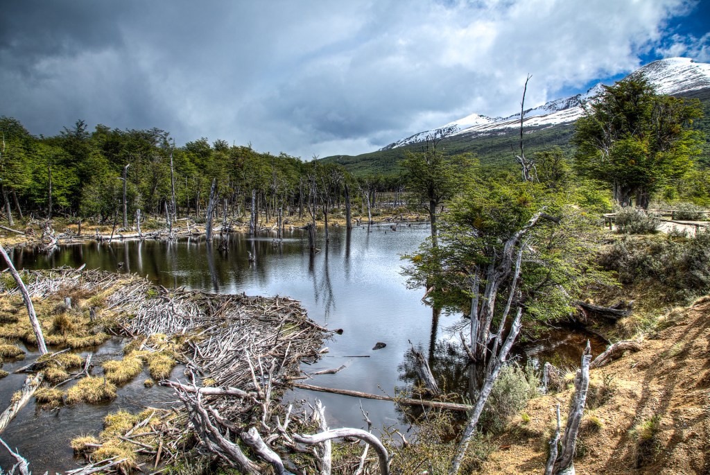 Presa creada por castores en el Parque Nacional Tierra del Fuego, Argentina