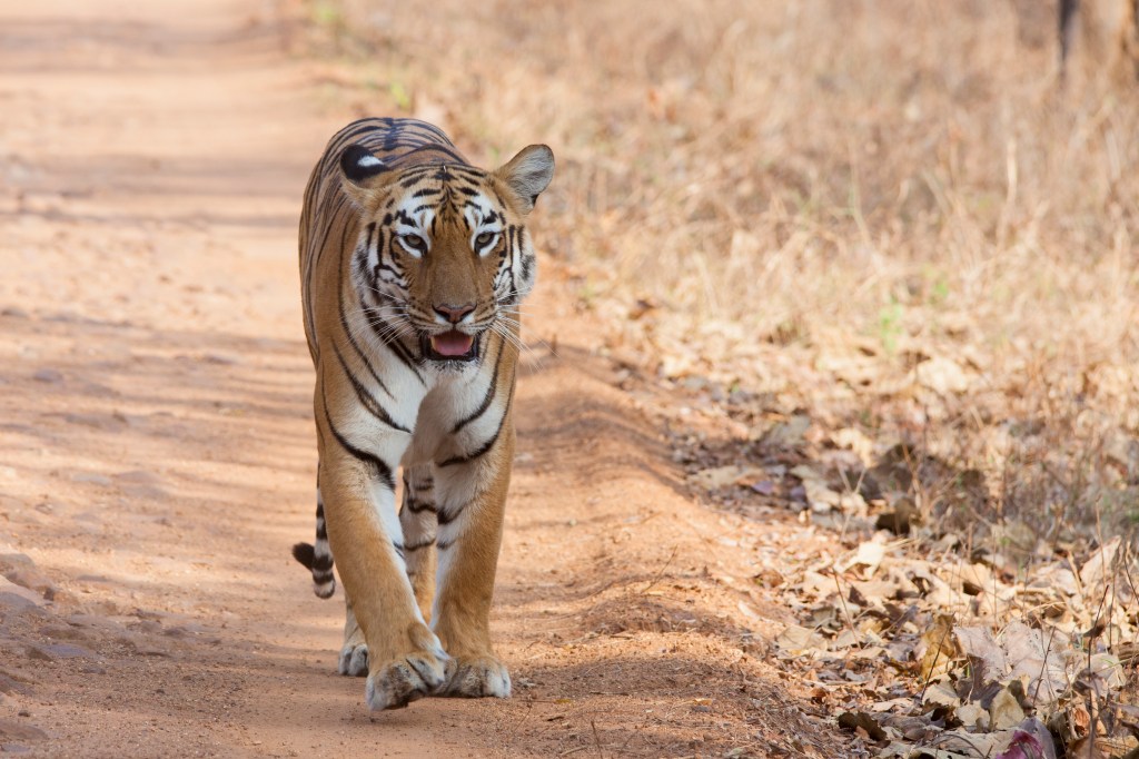 Actualmente, hay más tigres viviendo en granjas ilegales que en la naturaleza. Por Ángel León Panal