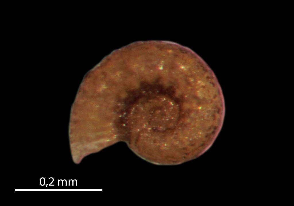 Concha de Ammonicera minortalis