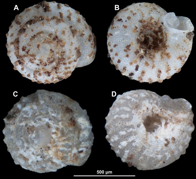 Conchas de Angustopila coprologos