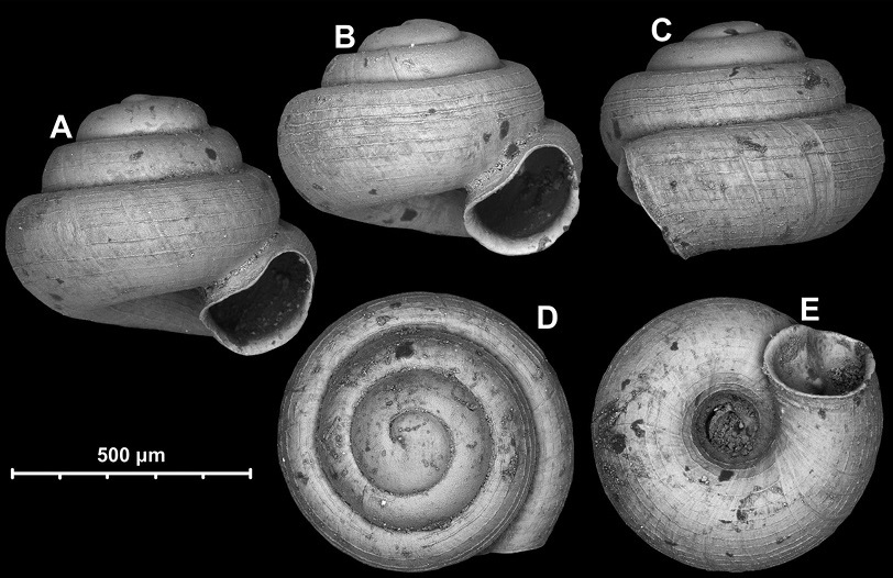 Conchas de Angustopila psammion
